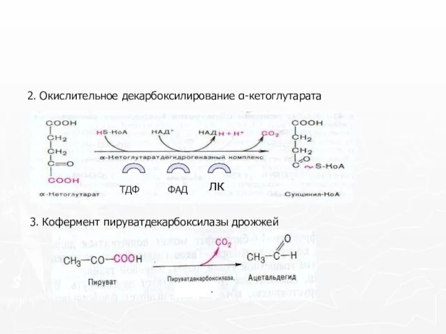 2. Окислительное декарбоксилирование α-кетоглутарата 3. Кофермент пируватдекарбоксилазы дрожжей .