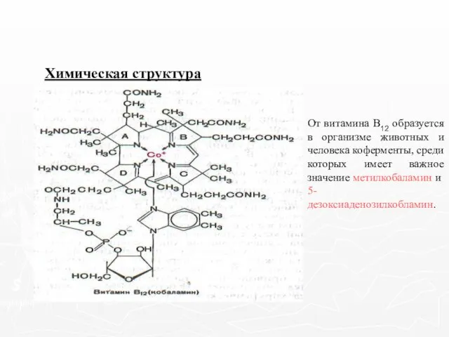 Химическая структура От витамина В12 образуется в организме животных и человека