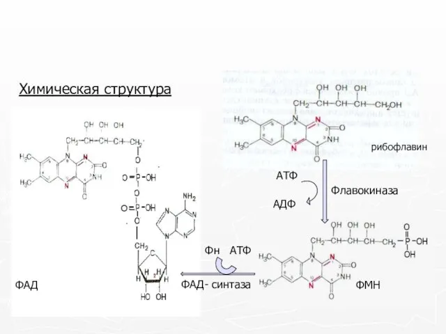 Химическая структура рибофлавин ФМН ФАД Флавокиназа ФАД- синтаза