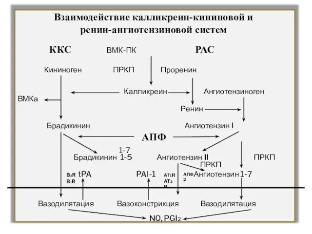 Взаимодействие калликреин-кининовой и ренин-ангиотензиновой систем ККС ВМК-ПК РАС Кининоген ПРКП Проренин