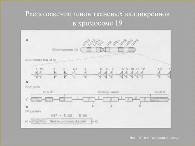 Расположение генов тканевых калликреинов в хромосоме 19 NATURE REVIEWS| CANCER 2004