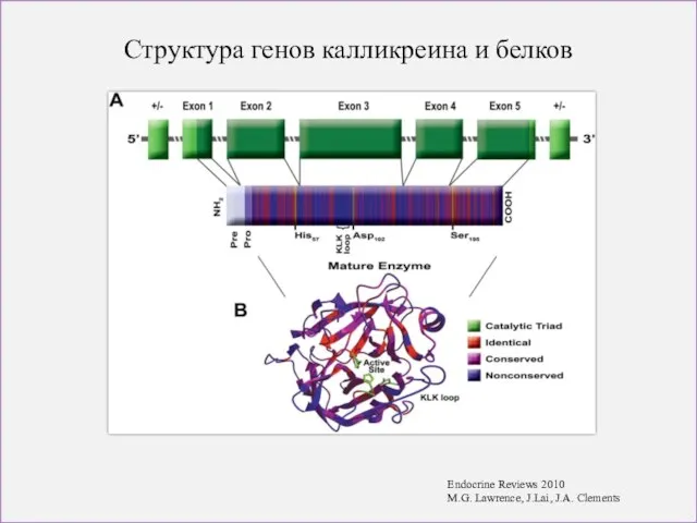 Структура генов калликреина и белков Endocrine Reviews 2010 M.G. Lawrence, J.Lai, J.A. Clements