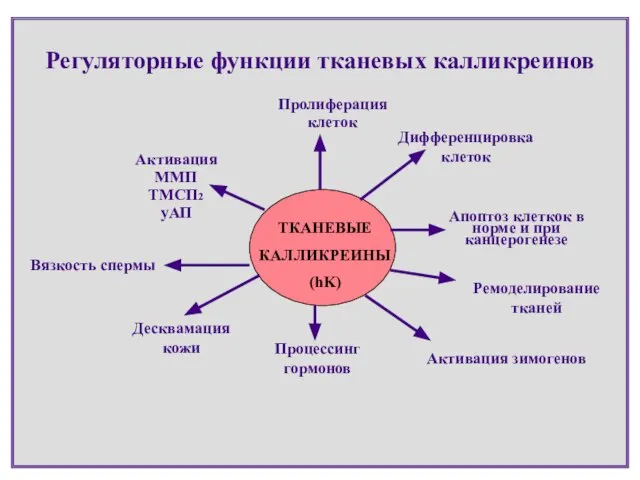 Регуляторные функции тканевых калликреинов ТКАНЕВЫЕ КАЛЛИКРЕИНЫ (hK) Пролиферация клеток Дифференцировка клеток