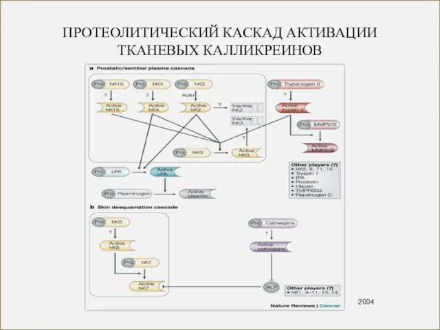 ПРОТЕОЛИТИЧЕСКИЙ КАСКАД АКТИВАЦИИ ТКАНЕВЫХ КАЛЛИКРЕИНОВ 2004