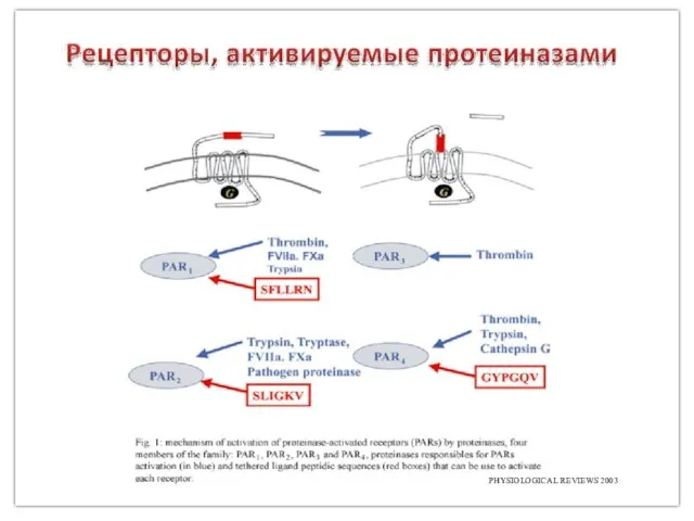 PHYSIOLOGICAL REVIEWS 2003