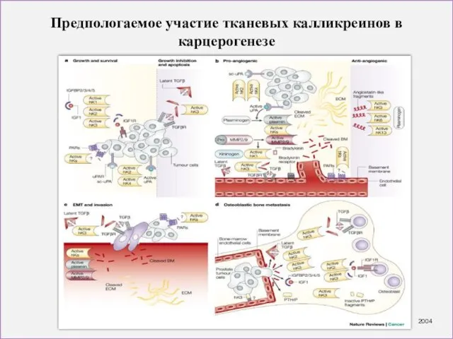 Предпологаемое участие тканевых калликреинов в карцерогенезе 2004