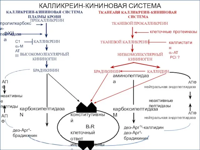 КАЛЛИКРЕИН-КИНИНОВАЯ СИСТЕМА КАЛЛИКРЕИН-КИНИНОВАЯ СИСТЕМА ПЛАЗМЫ КРОВИ ТКАНЕАВЯ КАЛЛИКРЕИН-КИНИНОВАЯ СИСТЕМА ПРЕКАЛЛИКРЕИН ТКАНЕВОЙ