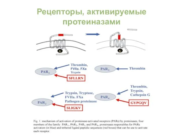 Рецепторы, активируемые протеиназами