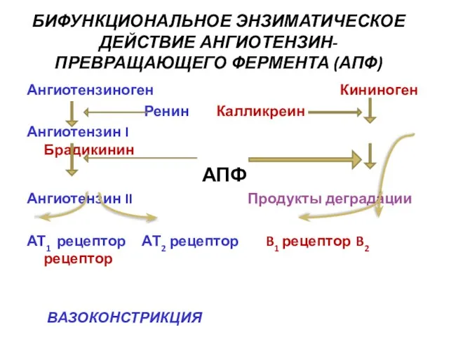 БИФУНКЦИОНАЛЬНОЕ ЭНЗИМАТИЧЕСКОЕ ДЕЙСТВИЕ АНГИОТЕНЗИН-ПРЕВРАЩАЮЩЕГО ФЕРМЕНТА (АПФ) Ангиотензиноген Кининоген Ренин Калликреин Ангиотензин