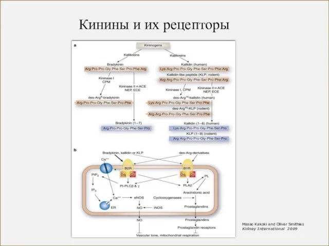 Кинины и их рецепторы Masao Kakoki and Oliver Smithies Kidney International 2009