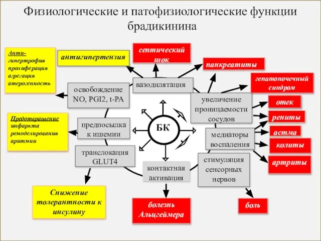 Физиологические и патофизиологические функции брадикинина БК вазодилятация увеличение проницаемости сосудов стимуляция