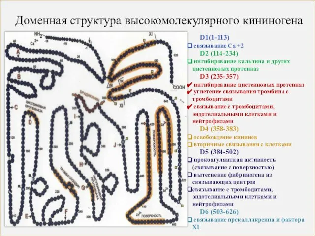 Доменная структура высокомолекулярного кининогена D1(1-113) связывание Са +2 D2 (114-234) ингибирование