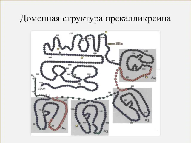 Доменная структура прекалликреина