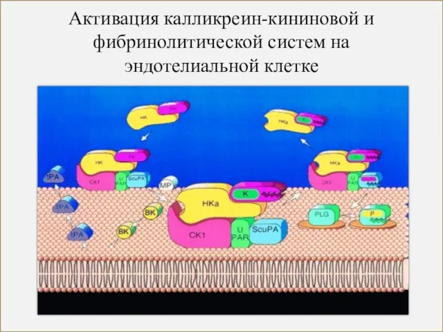 Активация калликреин-кининовой и фибринолитической систем на эндотелиальной клетке