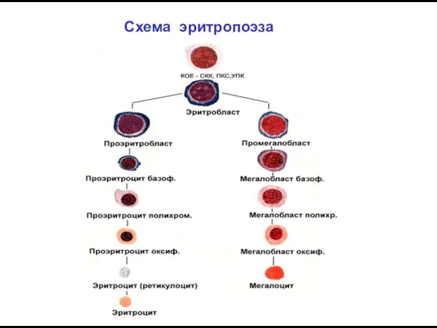 Схема эритропоэза