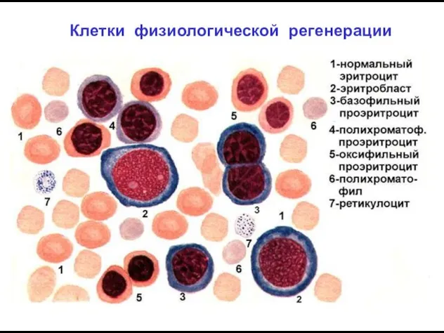 Клетки физиологической регенерации