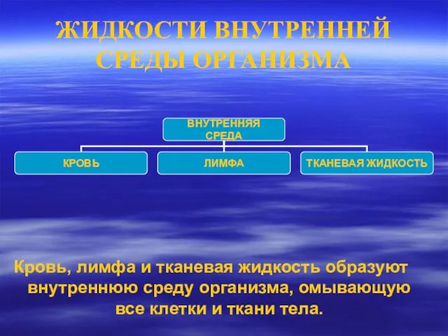 ЖИДКОСТИ ВНУТРЕННЕЙ СРЕДЫ ОРГАНИЗМА Кровь, лимфа и тканевая жидкость образуют внутреннюю