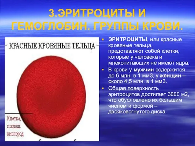 3.ЭРИТРОЦИТЫ И ГЕМОГЛОБИН. ГРУППЫ КРОВИ. ЭРИТРОЦИТЫ, или красные кровяные тельца, представляют