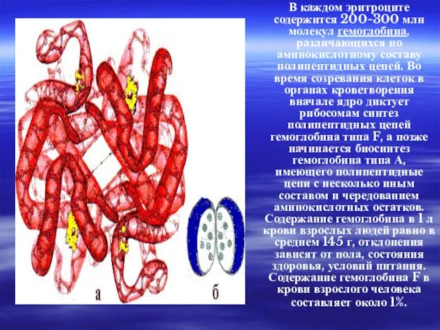 В каждом эритроците содержится 200-300 млн молекул гемоглобина, различающихся по аминокислотному