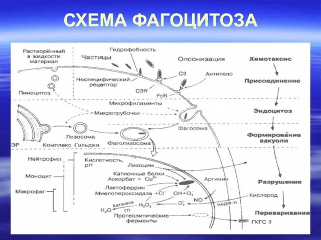 СХЕМА ФАГОЦИТОЗА