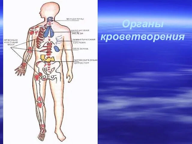 Органы кроветворения