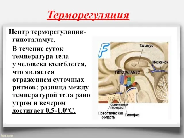 Терморегуляция Центр терморегуляции- гипоталамус. В течение суток температура тела у человека