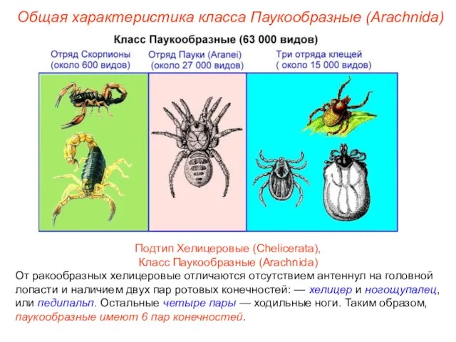 Общая характеристика класса Паукообразные (Arachnida) Подтип Хелицеровые (Chelicerata), Класс Паукообразные (Arachnida)