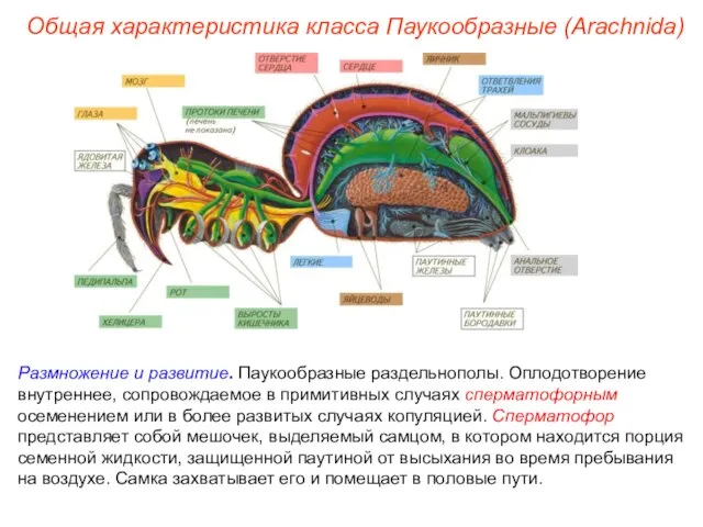 Общая характеристика класса Паукообразные (Arachnida) Размножение и развитие. Паукообразные раздельнополы. Оплодотворение