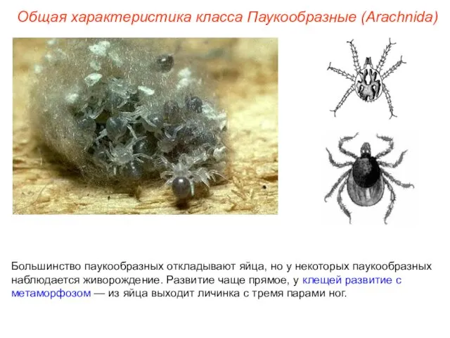Общая характеристика класса Паукообразные (Arachnida) Большинство паукообразных откладывают яйца, но у