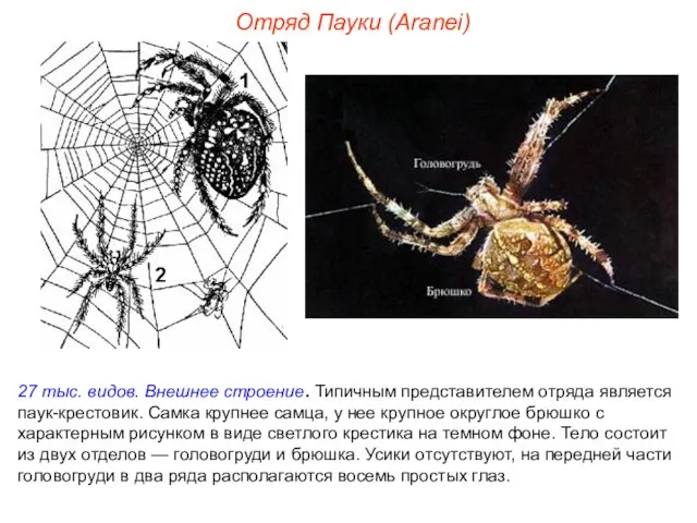 Отряд Пауки (Aranei) 27 тыс. видов. Внешнее строение. Типичным представителем отряда