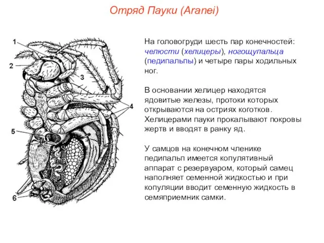 Отряд Пауки (Aranei) На головогруди шесть пар конечностей: челюсти (хелицеры), ногощупальца