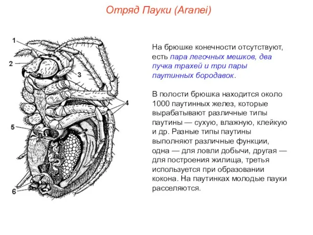 Отряд Пауки (Aranei) На брюшке конечности отсутствуют, есть пара легочных мешков,