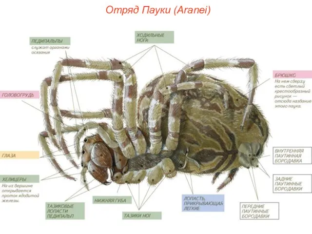 Отряд Пауки (Aranei)