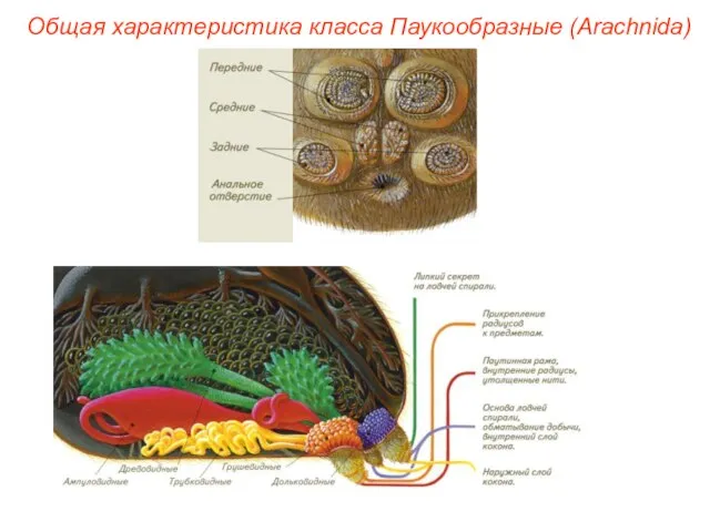 Общая характеристика класса Паукообразные (Arachnida)