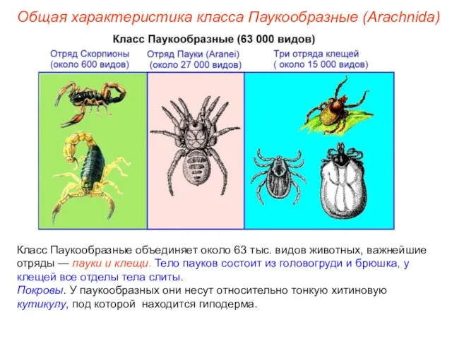 Общая характеристика класса Паукообразные (Arachnida) Класс Паукообразные объединяет около 63 тыс.