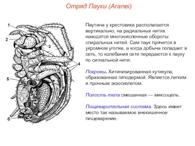 Отряд Пауки (Aranei) Паутина у крестовика располагается вертикально, на радиальных нитях