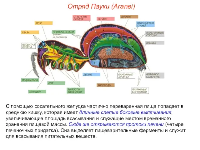 Отряд Пауки (Aranei) С помощью сосательного желудка частично переваренная пища попадает