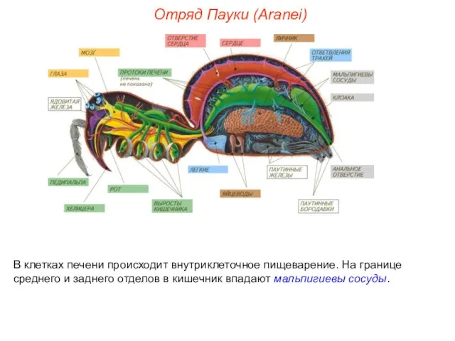 Отряд Пауки (Aranei) В клетках печени происходит внутриклеточное пищеварение. На границе