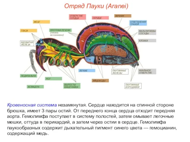 Отряд Пауки (Aranei) Кровеносная система незамкнутая. Сердце находится на спинной стороне