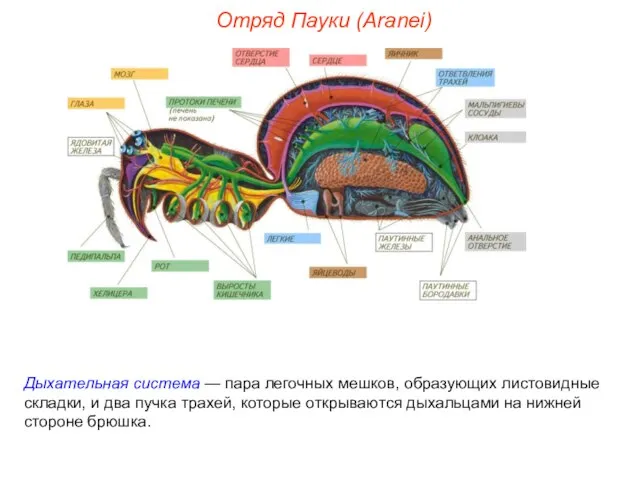 Отряд Пауки (Aranei) Дыхательная система — пара легочных мешков, образующих листовидные