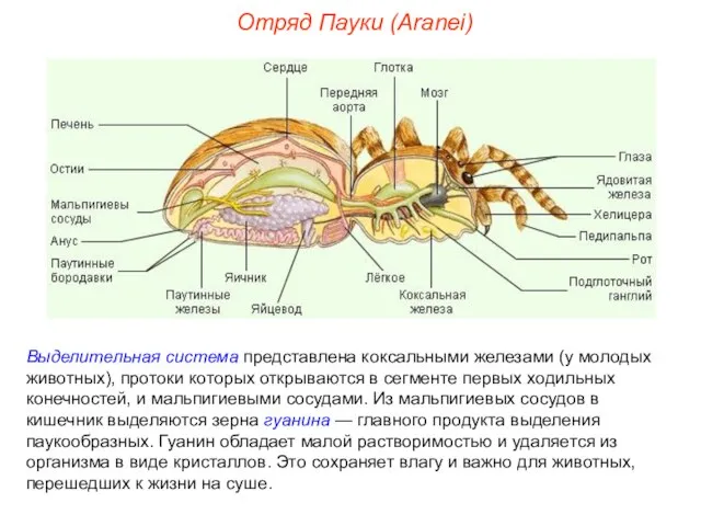 Отряд Пауки (Aranei) Выделительная система представлена коксальными железами (у молодых животных),