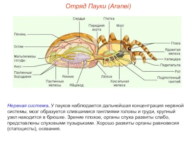 Отряд Пауки (Aranei) Нервная система. У пауков наблюдается дальнейшая концентрация нервной