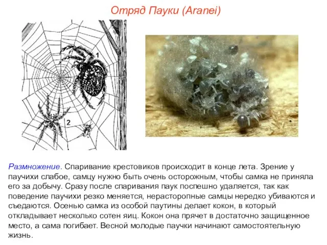 Отряд Пауки (Aranei) Размножение. Спаривание крестовиков происходит в конце лета. Зрение