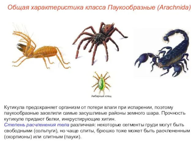 Общая характеристика класса Паукообразные (Arachnida) Кутикула предохраняет организм от потери влаги