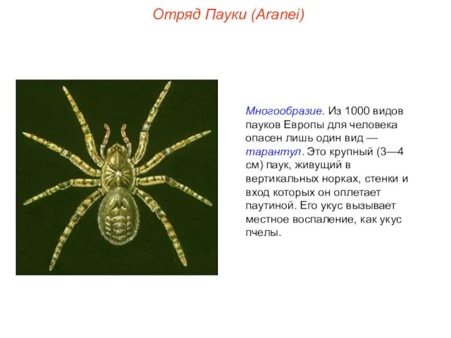 Отряд Пауки (Aranei) Многообразие. Из 1000 видов пауков Европы для человека