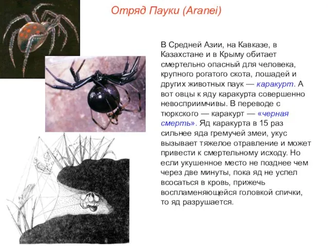 Отряд Пауки (Aranei) В Средней Азии, на Кавказе, в Казахстане и