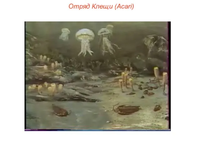 Отряд Клещи (Acari)