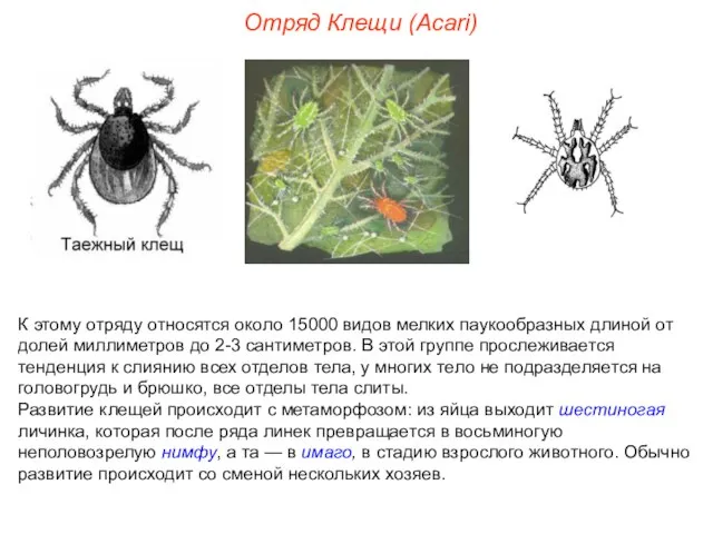 Отряд Клещи (Acari) К этому отряду относятся около 15000 видов мелких