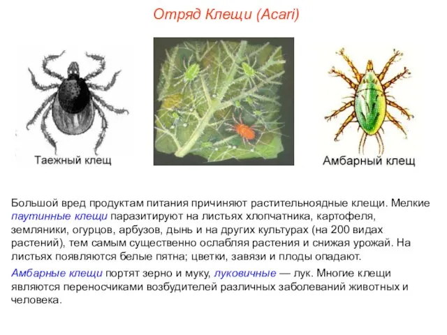 Отряд Клещи (Acari) Большой вред продуктам питания причиняют растительноядные клещи. Мелкие