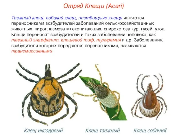 Отряд Клещи (Acari) Таежный клещ, собачий клещ, пастбищные клещи являются переносчиками